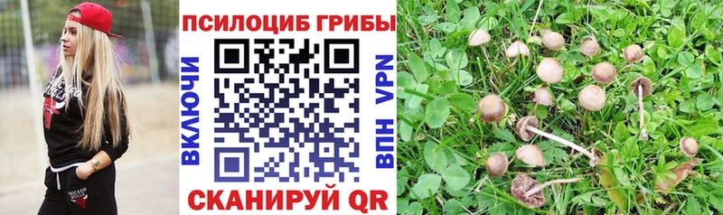 Псилоцибиновые грибы Psilocybine cubensis  Боровичи 